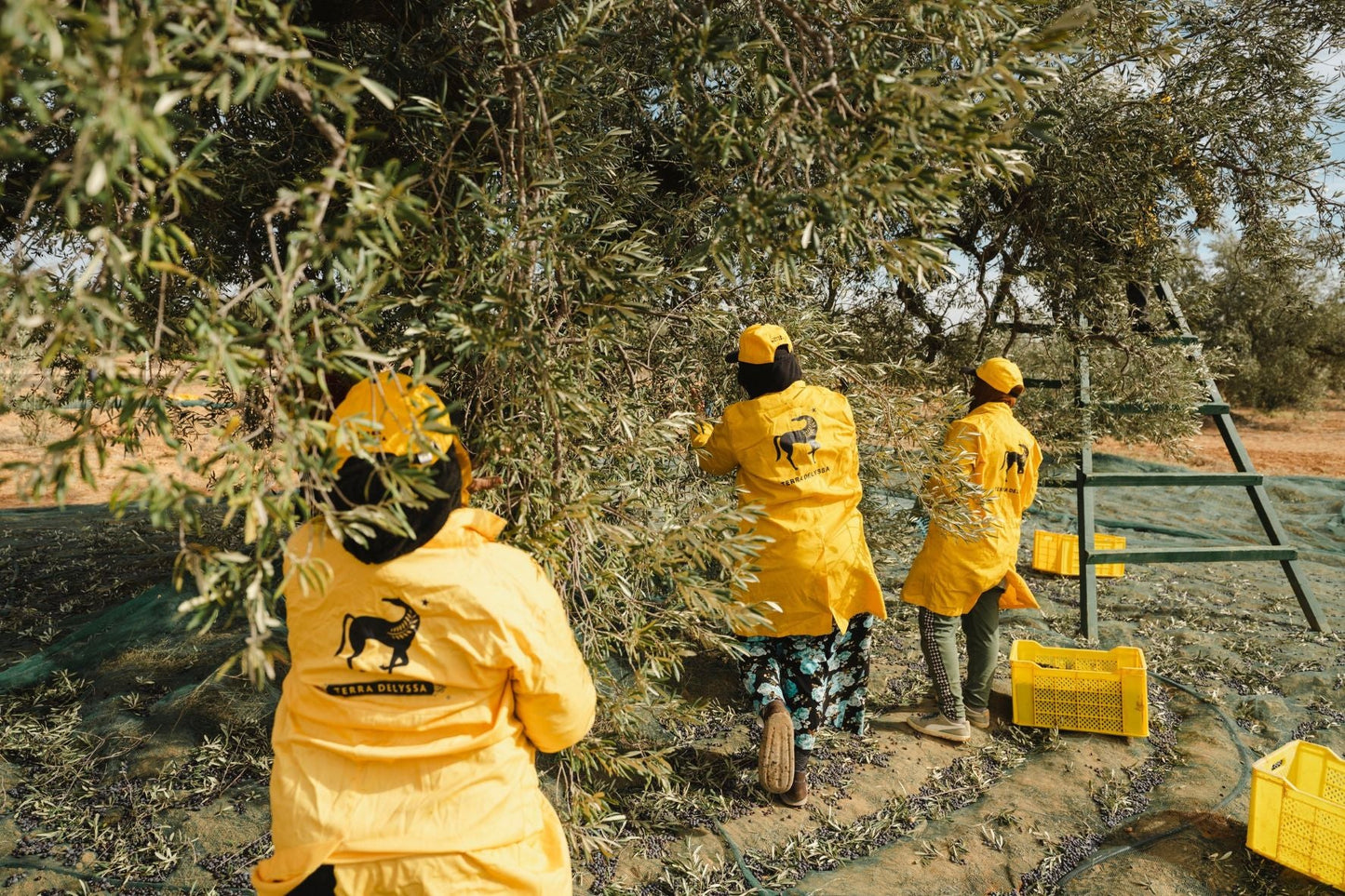 Terra Delyssa workers in yellow branded jackets hand-picking olives into nets during the olive harvest in Tunisia