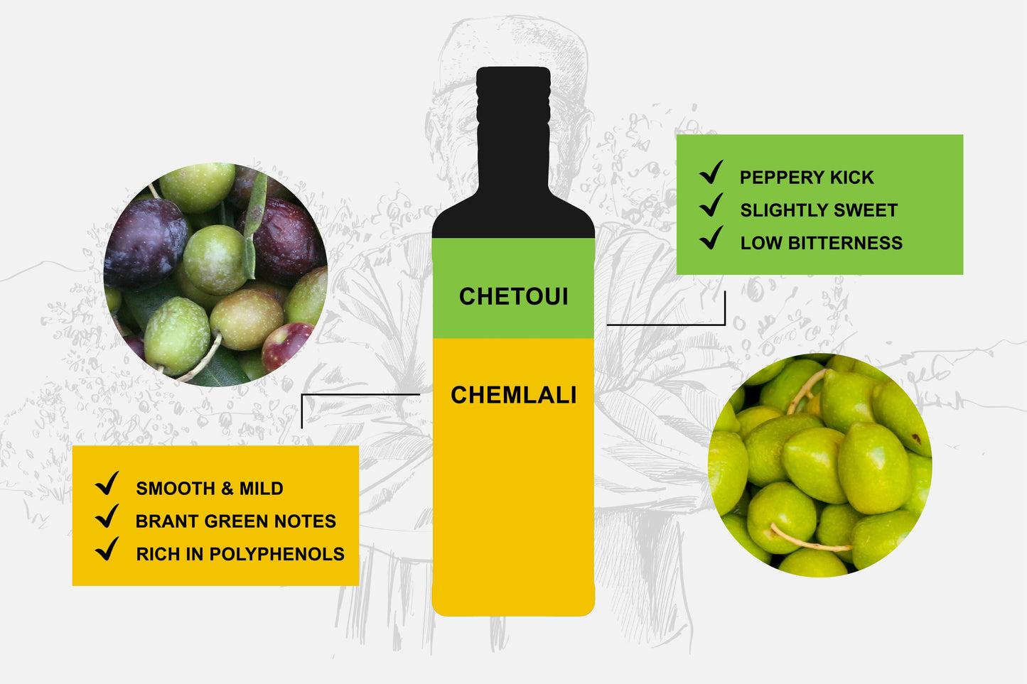 Tunisian Olive Oil: Chemlali, Chetoui, and Terra Delyssa’s Signature Blend